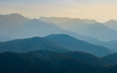 Holistic health and the immune system